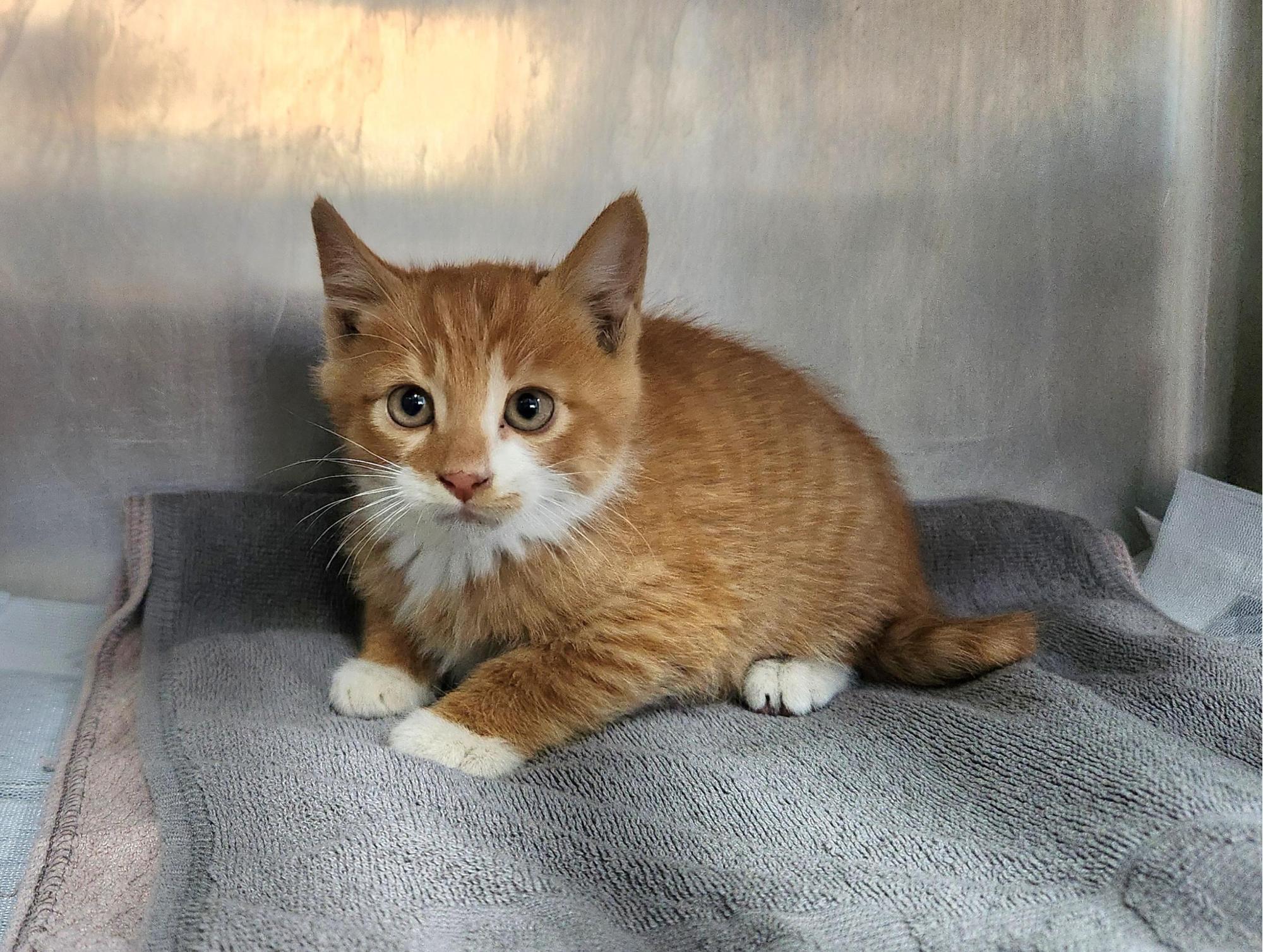 광주TNR동물병원송정_441554202501690